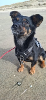 Lilly strand Noordwijkerhout 1.jpeg